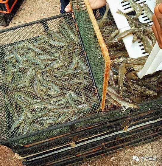 出蝦27斤/立方,連續(xù)三造成功后,工廠(chǎng)化養(yǎng)蝦在他看來(lái)并不難! 出蝦27斤/立方,連續(xù)三造成功后,工廠(chǎng)化養(yǎng)蝦在他看來(lái)并不難!