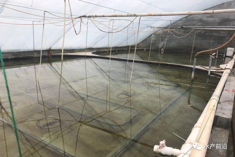 出蝦27斤/立方,連續(xù)三造成功后,工廠(chǎng)化養(yǎng)蝦在他看來(lái)并不難! 出蝦27斤/立方,連續(xù)三造成功后,工廠(chǎng)化養(yǎng)蝦在他看來(lái)并不難!