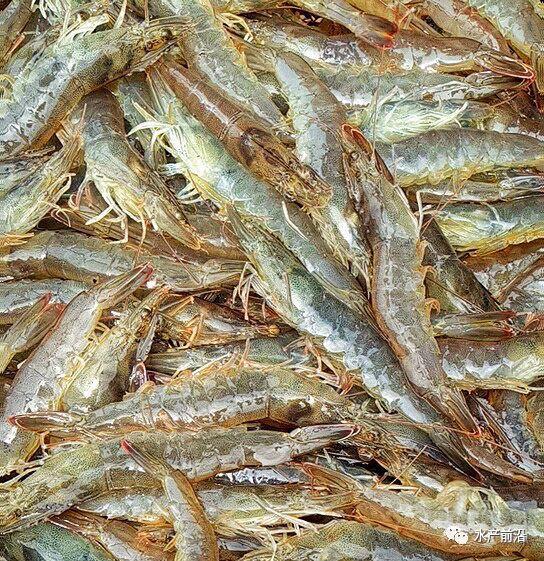 出蝦27斤/立方,連續(xù)三造成功后,工廠(chǎng)化養(yǎng)蝦在他看來(lái)并不難! 出蝦27斤/立方,連續(xù)三造成功后,工廠(chǎng)化養(yǎng)蝦在他看來(lái)并不難!