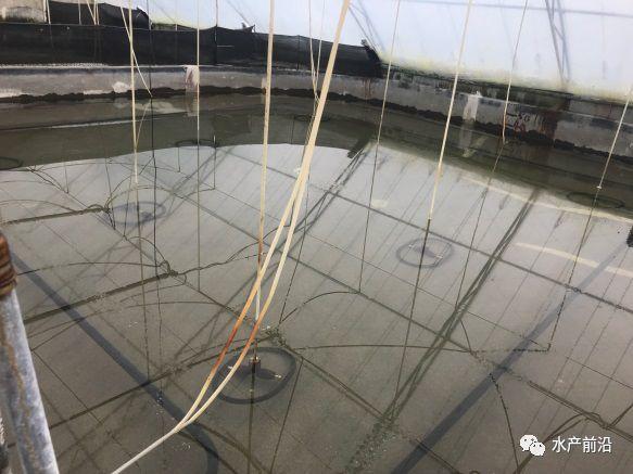 出蝦27斤/立方,連續(xù)三造成功后,工廠(chǎng)化養(yǎng)蝦在他看來(lái)并不難! 出蝦27斤/立方,連續(xù)三造成功后,工廠(chǎng)化養(yǎng)蝦在他看來(lái)并不難!