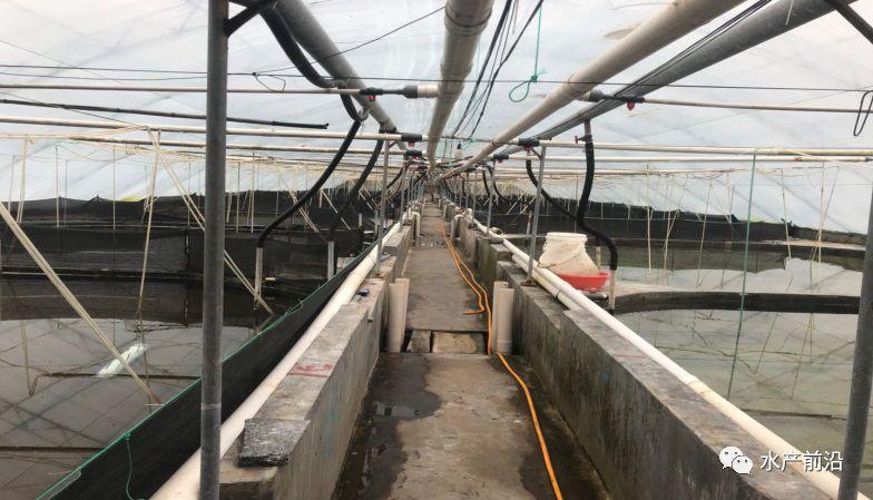 出蝦27斤/立方,連續(xù)三造成功后,工廠(chǎng)化養(yǎng)蝦在他看來(lái)并不難! 出蝦27斤/立方,連續(xù)三造成功后,工廠(chǎng)化養(yǎng)蝦在他看來(lái)并不難!